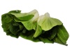 Pak choi 