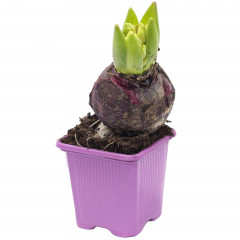 Hiacynt doniczka średnica 7 cm 1 sztuka