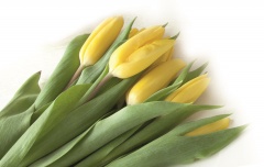Tulipany bukiet 7 szt 