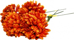 Chryzantema ceglasta 