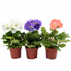 Prymula touch me mix 