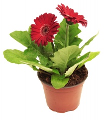 Gerbera 