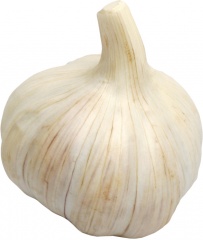 Czosnek szt 