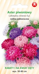 Aster piwoniowy (Callistephus chinensis) 