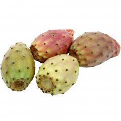 Figa kaktusowa opuncja 1szt 