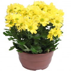 Chryzantema średniokwiatowa 