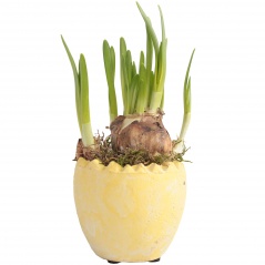 Narcyz w ceramicznym jajku 