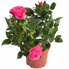 Kwiat róża doniczka rosa amorosa 