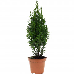 Kwiat cyprysik d9 luxe 