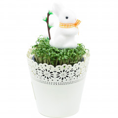 Kwiat rzeżucha w osłonce z dekoracją 