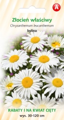 Złocień właściwy ( nasiona ) 