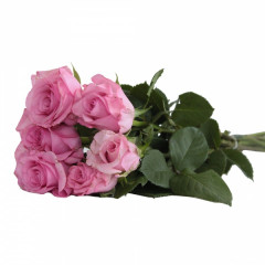 Róża cięta 7 sztuk