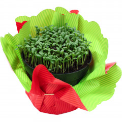 Kwiat rzeżucha doniczka - rzeżucha