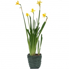 Narcyz doniczka wiklinowa 