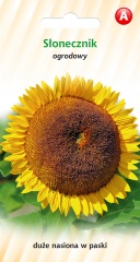 Słonecznik ogrodowy 