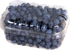 Borówka Amerykańska 