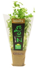 Zioła pokarm życia-kolendra 