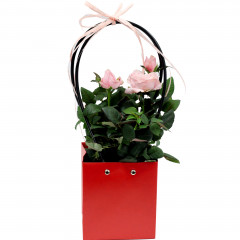 Kwiat Róża kompozycja doniczkowa 