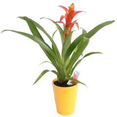 Bromelia mix 