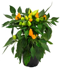 Kwiat Papryka ozdobna doniczka 