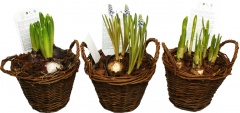Kwiaty cebulowe w koszyczku 