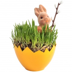 Owies świąteczny w skorupce 