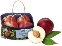 Sanlucar-nektarynka torba 4szt 