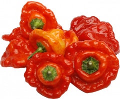 Papryka chilli habanero 