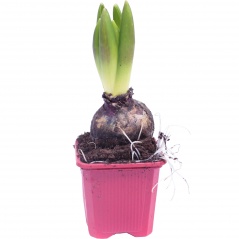 HYACINTHUS