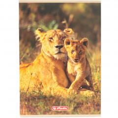 Zeszyt Herlitz A5 16 linia podwójna Animals