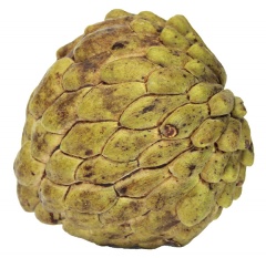 Cherimoya szt 
