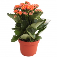Kalanchoe blossf. rosalina mix 
