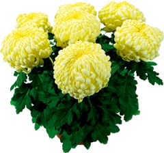 Chryzantema wielkokwiatowa 