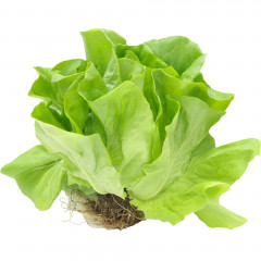 Sałata masłowa z bryłą korzeniową Polska 