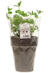 Zioła gruntowe mięta 