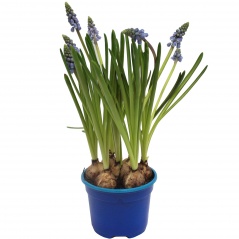 Szafirek(muscari) 