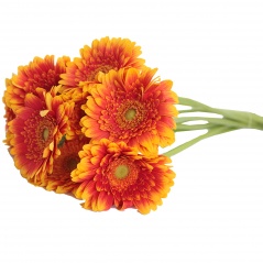 Gerbera bukiet 9szt 