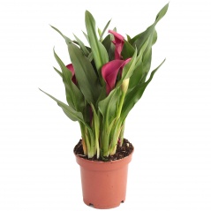 Zantedeschia doniczka 