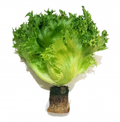 SAŁATA RENIFERK KL.I POLSKA 1SZT