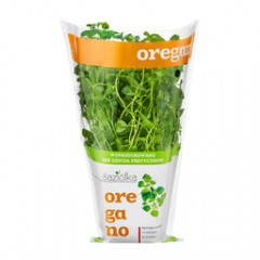 OREGANO DONICZKA POLSKA 1SZT BAZIÓŁKA