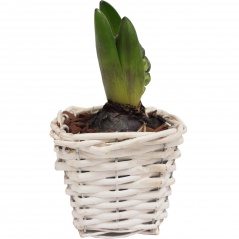 Hiacynt doniczka wiklinowa 