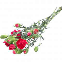 Goździk gałązkowy cięty 7 sztuk