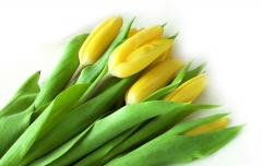 Tulipany cięte 7 sztuk