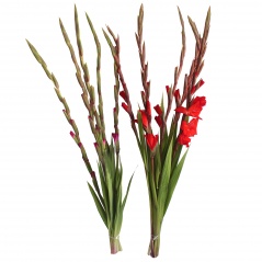 Gladiola(mieczyk) bukiet 5 szt. 