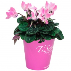Cyclamen mix 