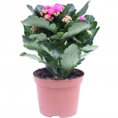 Kalanchoe mix doniczka 