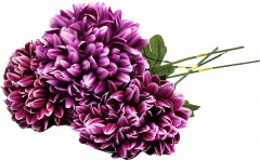 Chryzantema fiolet 