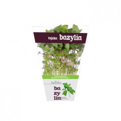 BAZYLIA TAJSKA DONICZKA POLSKA 1SZT BAZIÓŁKA