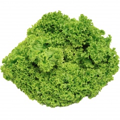 Sałata lollo biondo - Włochy 