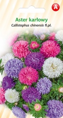 Aster karłowy (Callistephus chinensis fl.pl) 